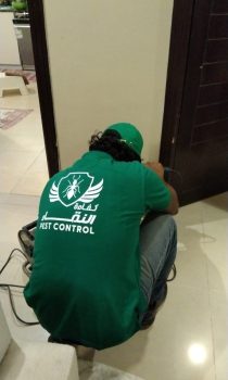 Termite Inspection & Long-Term Protection-2 Termite Inspection & Long-Term Protection-2